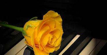 Желтая роза: значение прекрасного цветка Если дарят желтые цветы